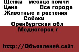 Щенки 4 месяца-помчи › Цена ­ 5 000 - Все города Животные и растения » Собаки   . Оренбургская обл.,Медногорск г.